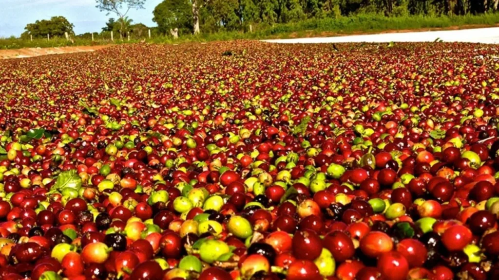 Queda nas Exportações do Agronegócio Mineiro: Impactos e Expectativas