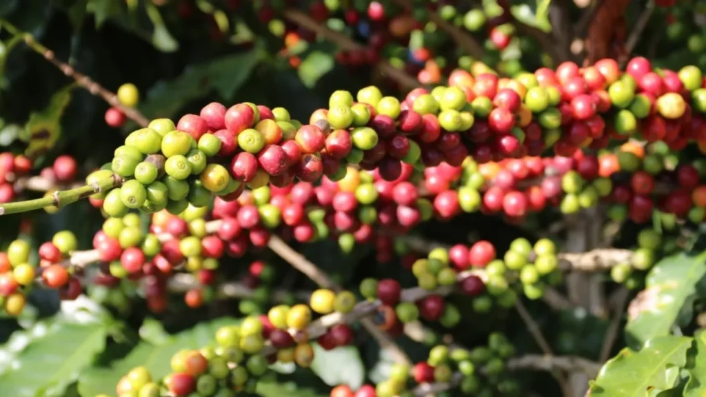 Tecnologia Eleva Agro a Recordes: A Superação da Mineração em MG Tecnologia Eleva Agro a Recordes: A Superação da Mineração em MG