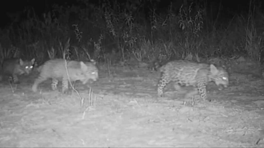 Votação Popular Escolhe Nomes para Trigêmeos de Onça-Pintada em Minas Gerais Votação Popular Escolhe Nomes para Trigêmeos de Onça-Pintada em Minas Gerais