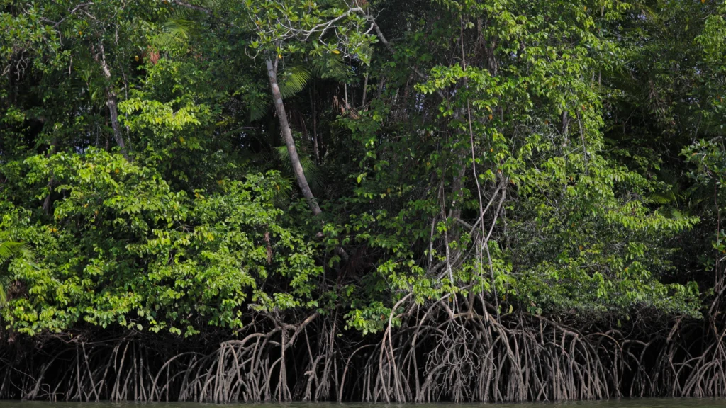 Carbono Azul: 7 Benefícios do Oceano para o Combate às Mudanças Climáticas