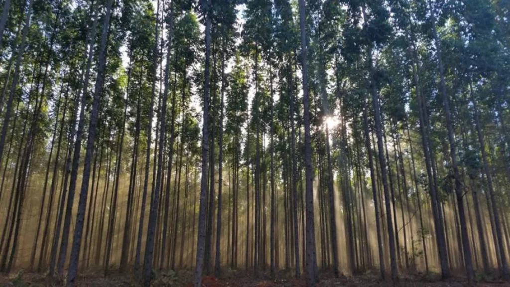 Como as Florestas Pensadas Colocam Minas Gerais no Centro da Economia Verde
