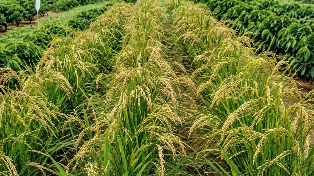 Arroz como Cultura Intercalar Potencializa Lavouras de Café na Zona da Mata de Minas Arroz como Cultura Intercalar Potencializa Lavouras de Café na Zona da Mata de Minas