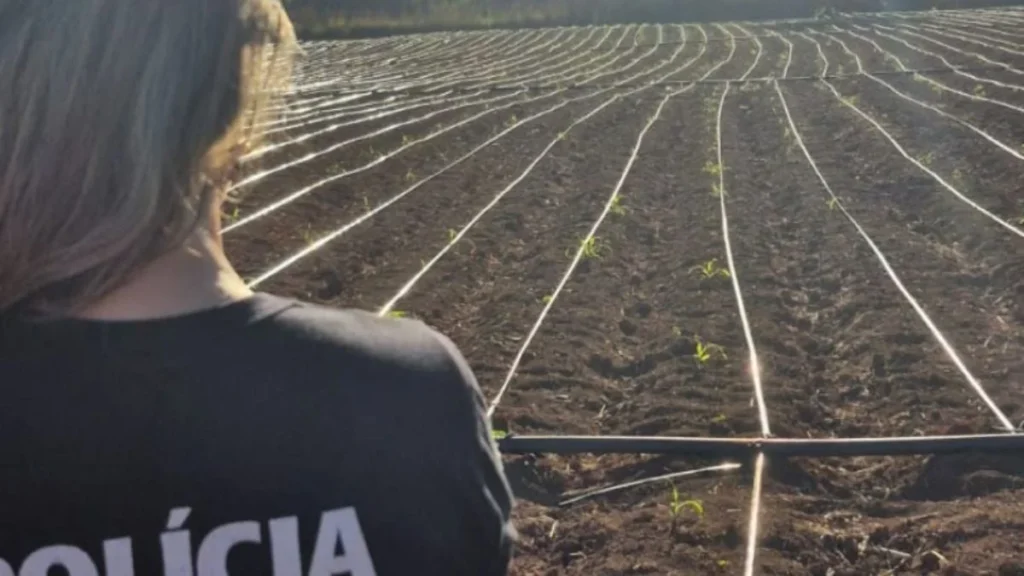 Fazenda de Maconha High-Tech é Desvendada em Minas Gerais pela Polícia Civil